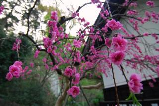 �摜(320x214)�E�g��摜(640x429)