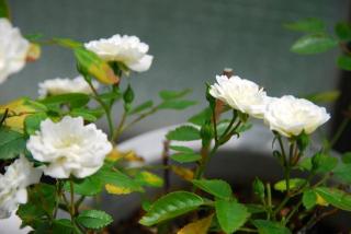 �摜(320x214)�E�g��摜(640x429)